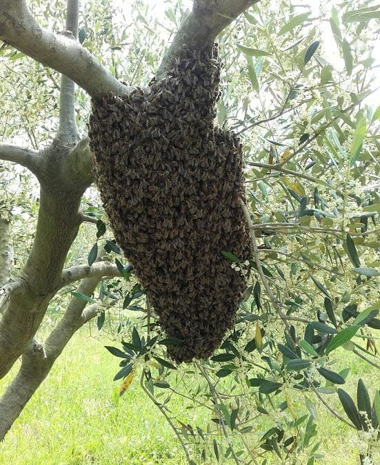 V idealnem svetu čebel