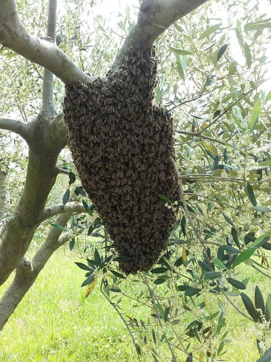Roj čebel na oljki | Endovital