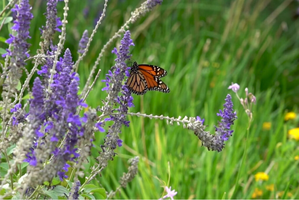 metulj na lavandi in čmrlj, ki prileti mimo.